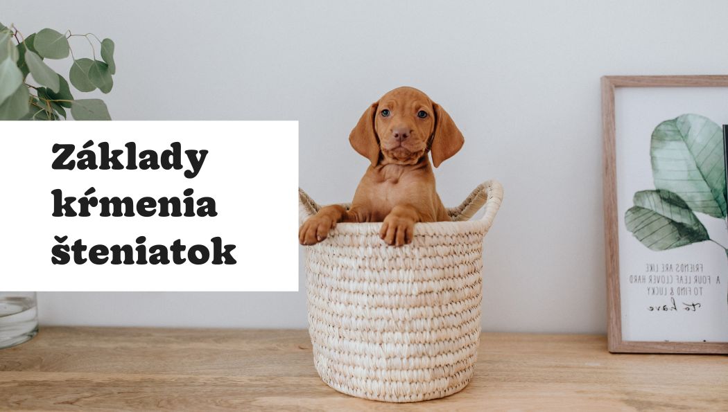 Jediný návod na kŕmenie šteniatka, ktorý budete potrebovať (aj s tabuľkou pre dávkovanie)