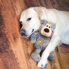 kong wild cross medvedik 1