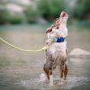 woolly wolf deep teal obojok 3
