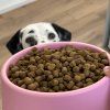 dog looking at beco steady bowl lifestyle 2 900x
